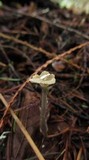 Roridomyces roridus image