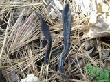 Geoglossum difforme image