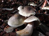 Tricholoma saponaceum image