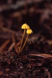 Mycena oregonensis image