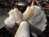 Tricholoma saponaceum image