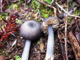 Entoloma parvum image