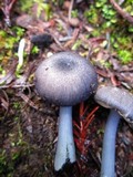Entoloma parvum image