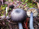 Entoloma parvum image