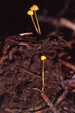 Mycena oregonensis image