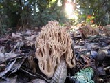 Ramaria violaceibrunnea image