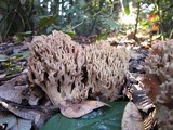 Ramaria violaceibrunnea image