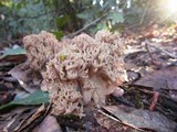 Ramaria violaceibrunnea image