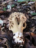 Ramaria violaceibrunnea image