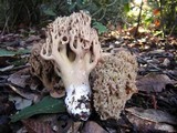 Ramaria violaceibrunnea image