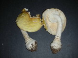 Amanita muscaria var. formosa image