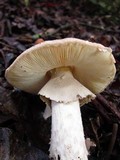 Amanita porphyria image