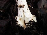 Amanita porphyria image