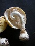 Amanita muscaria var. formosa image