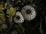 Chlorophyllum rachodes image