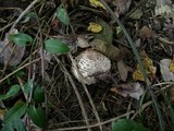 Chlorophyllum rachodes image