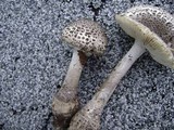Amanita onusta image