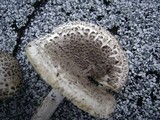 Amanita onusta image