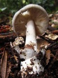 Amanita constricta image