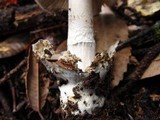 Amanita constricta image