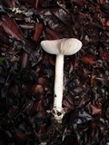 Amanita pachycolea image