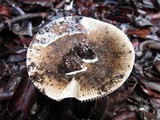 Amanita pachycolea image