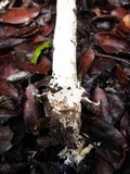 Amanita pachycolea image