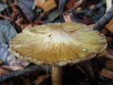 Inocybe sororia image