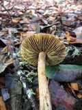 Inocybe sororia image