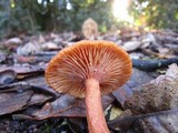 Lactarius fragilis var. rubidus image