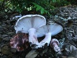 Hygrophorus russula image