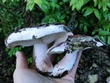 Hygrophorus russula image