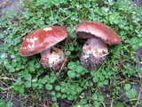 Cortinarius subpurpureophyllus image