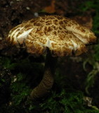 Psathyrella subtruncatispora image