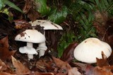 Agaricus hondensis image