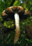 Psathyrella subtruncatispora image