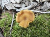 Callistosporium luteo-olivaceum image