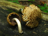 Psathyrella subtruncatispora image