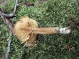 Callistosporium luteo-olivaceum image