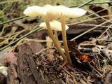 Mycena galericulata image