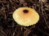 Lepiota magnispora image