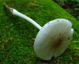 Hymenopellis megalospora image