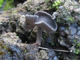 Helvella dissingii image
