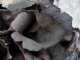 Otidea bufonia image
