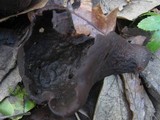 Otidea bufonia image