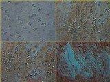 Otidea bufonia image