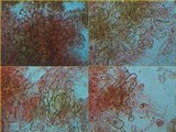 Otidea bufonia image