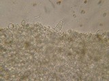 Psathyrella vesiculocystis image