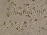 Psathyrella vesiculocystis image
