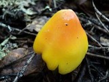 Hygrocybe acutoconica image